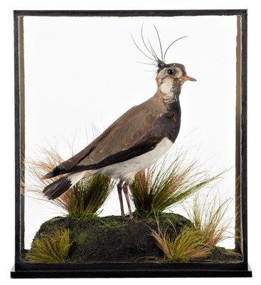 Lot 164 - Taxidermy: A Cased Late Victorian Northern...