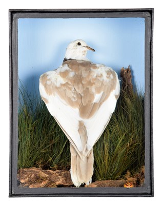 Lot 2024 - Taxidermy: A Pied Collared Dove (Streptopelia...