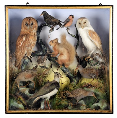 Lot 369 - Taxidermy: A Late Victorian / Early Edwardian...