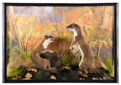 Lot 363 - Taxidermy: A Cased Pair of Stoats Tormenting a...