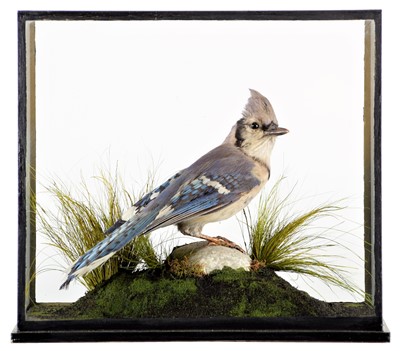 Lot 2022 - Taxidermy: A Late Victorian Cased Blue Jay...