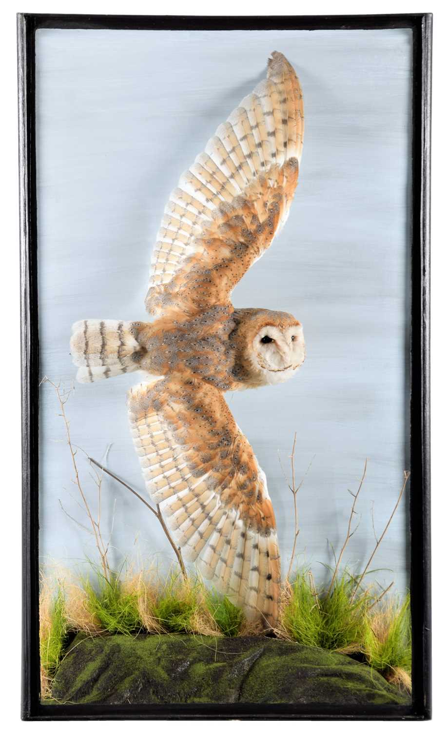 Lot 281 - Taxidermy: A Cased European Barn Owl in Flight...