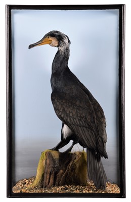 Lot 2126 - Taxidermy: A Great Cormorant (Phalacrocorax...