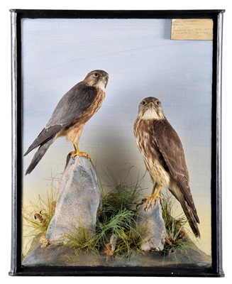 Lot 279 - Taxidermy: An Edwardian Cased Pair of Merlins...