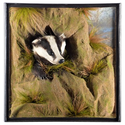 Lot 311 - Taxidermy: A Cased European Badger (Meles...