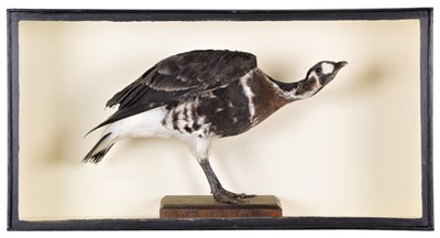 Lot 321 - Taxidermy: A Cased Red-breasted Goose (Branta...