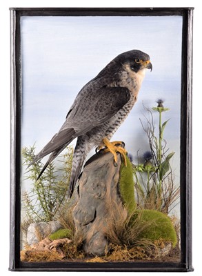 Lot 271 - Taxidermy: A Cased Peregrine Falcon (Falco...