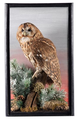 Lot 2017 - Taxidermy: A Cased Tawny Owl (Strix aluco),...