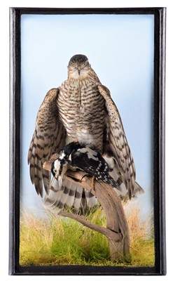 Lot 2013 - Taxidermy: A Cased European Sparrowhawk...