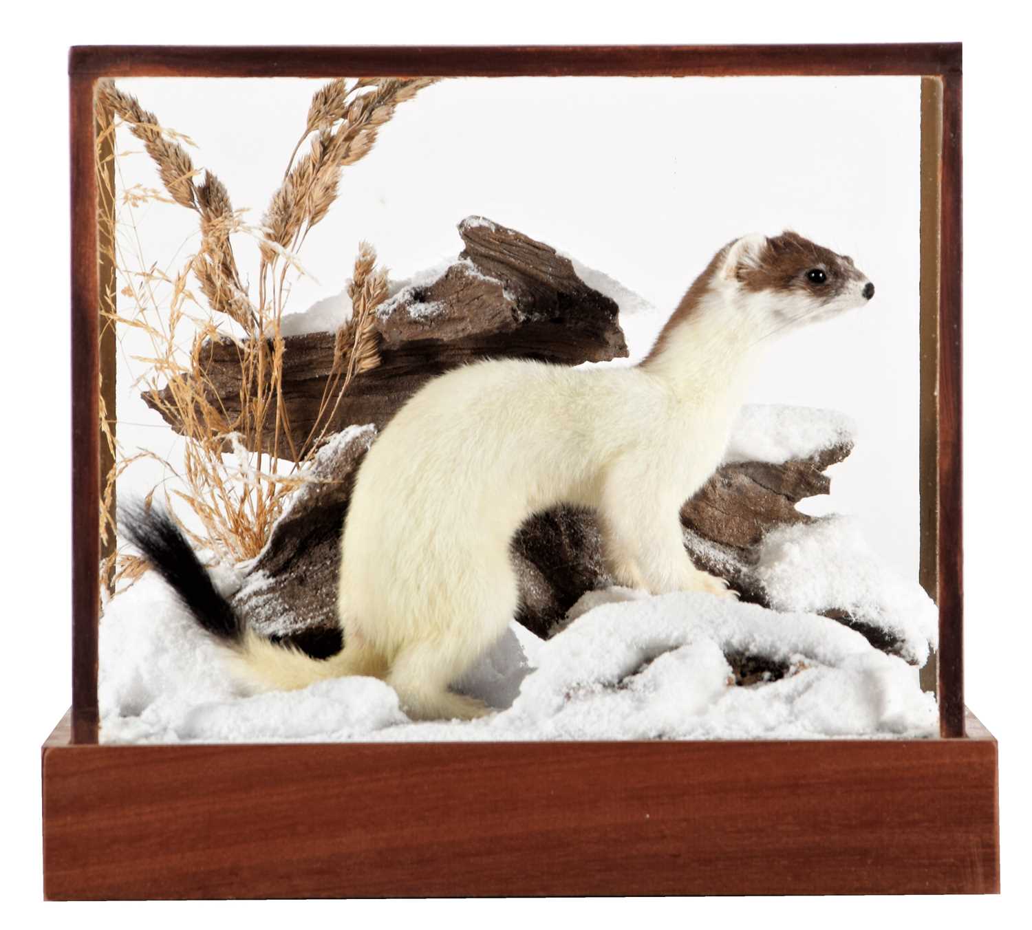 Lot 2007 - Taxidermy: A Cased Ermine in Winter Scene...