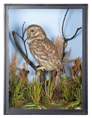 Lot 365 - Taxidermy: A Late Victorian Cased Little Owl...