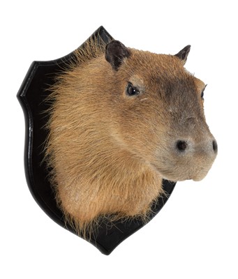 Lot 368 - Taxidermy: Capybara (Hydrochoerus...