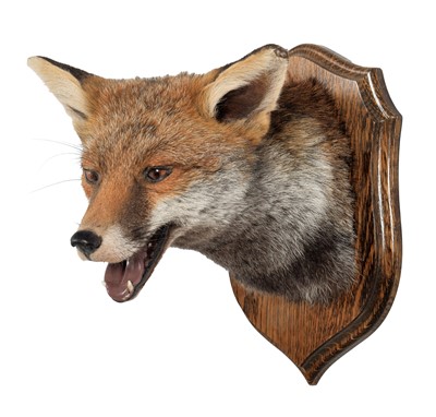 Lot 370 - Taxidermy: A European Red Fox Mask (Vulpes...