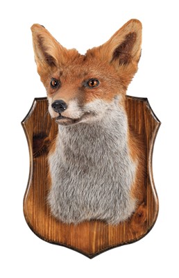 Lot 2080 - Taxidermy: A European Red Fox Mask (Vulpes...