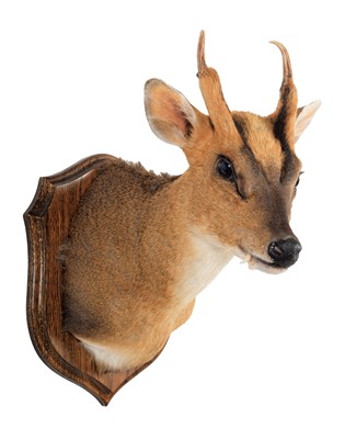 Lot 374 - Taxidermy: Reeves's Muntjac Deer (Muntiacini),...