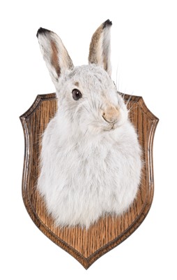 Lot 316 - Taxidermy: Scottish Mountain Hare (Lepus...