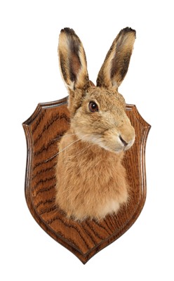 Lot 11 - Taxidermy: A European Hare Mask (Lepus...