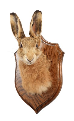Lot 11 - Taxidermy: A European Hare Mask (Lepus...