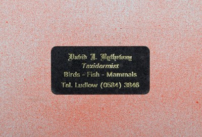 Lot 367 - Taxidermy: A Cased Display of American...