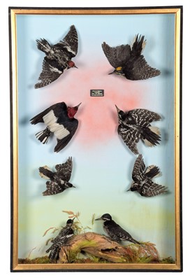 Lot 367 - Taxidermy: A Cased Display of American...