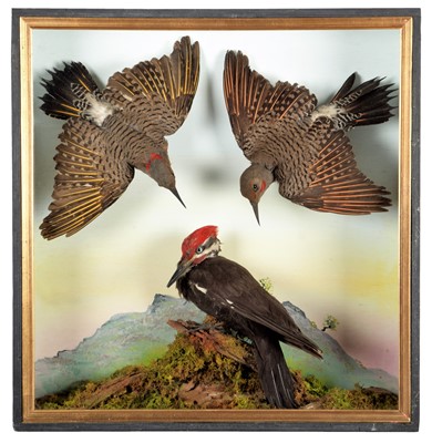 Lot 371 - Taxidermy: A Cased Pair of Northern Flickers &...