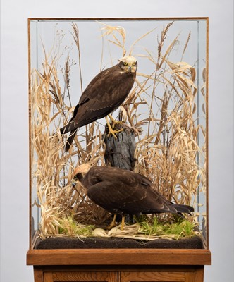 Lot 243 - Taxidermy: A Free Standing Cased Pair of Marsh...