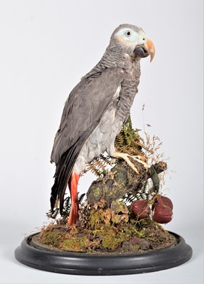 Lot 372 - Taxidermy: A Late Victorian African Grey...