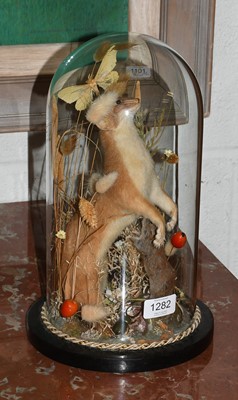 Lot 1282 - Taxidermy: A European Stoat Under Dome...