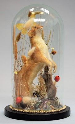 Lot 1282 - Taxidermy: A European Stoat Under Dome...