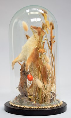 Lot 1282 - Taxidermy: A European Stoat Under Dome...