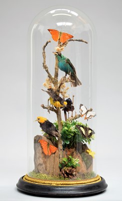 Lot 1281 - Taxidermy: A Display of South American...