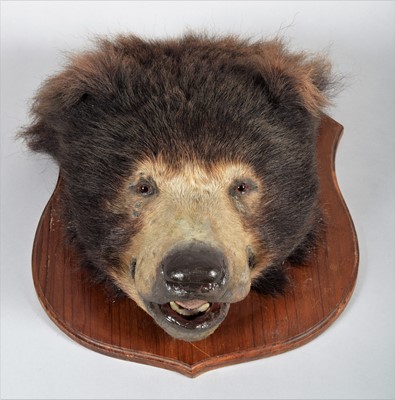 Lot 377 - Taxidermy: Indian Sloth Bear Headmount...