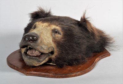 Lot 377 - Taxidermy: Indian Sloth Bear Headmount...