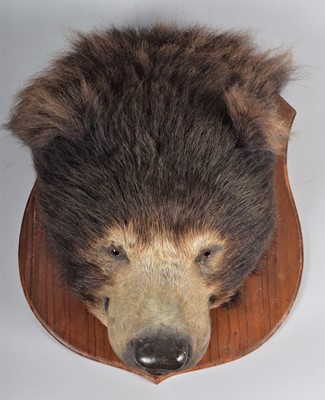 Lot 377 - Taxidermy: Indian Sloth Bear Headmount...