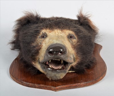 Lot 377 - Taxidermy: Indian Sloth Bear Headmount...