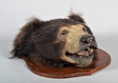 Lot 377 - Taxidermy: Indian Sloth Bear Headmount...