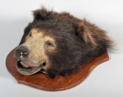 Lot 377 - Taxidermy: Indian Sloth Bear Headmount...