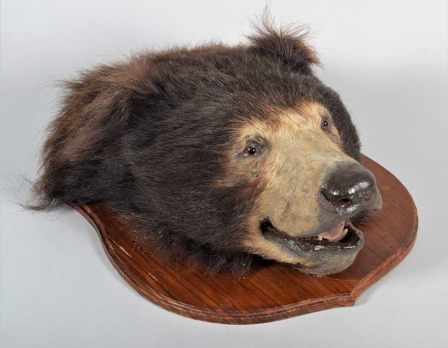 Lot 377 - Taxidermy: Indian Sloth Bear Headmount...