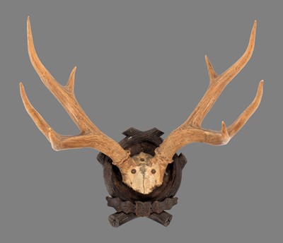 Lot 290 - Antlers/Horns: Marsh Deer Antlers (Blastocerus...