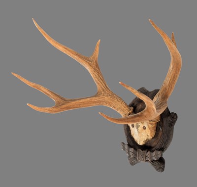 Lot 290 - Antlers/Horns: Marsh Deer Antlers (Blastocerus...