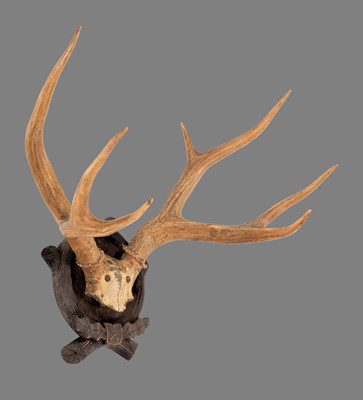 Lot 290 - Antlers/Horns: Marsh Deer Antlers (Blastocerus...