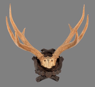 Lot 290 - Antlers/Horns: Marsh Deer Antlers (Blastocerus...
