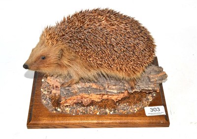 Lot 303 - A taxidermy specimen of a hedgehog