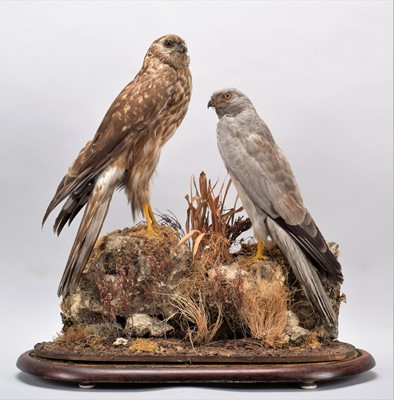 Lot 102 - Taxidermy: A Pair of Hen Harriers (Circus...
