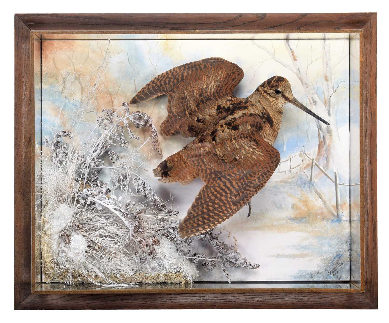 Lot 319 - Taxidermy: A Wall Cased Flying Woodcock...