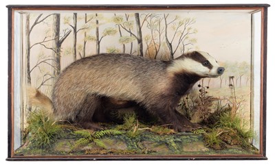 Lot 2171 - Taxidermy: A Cased European Badger (Meles...