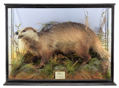 Lot 261 - Taxidermy: A Cased European Badger (Meles...