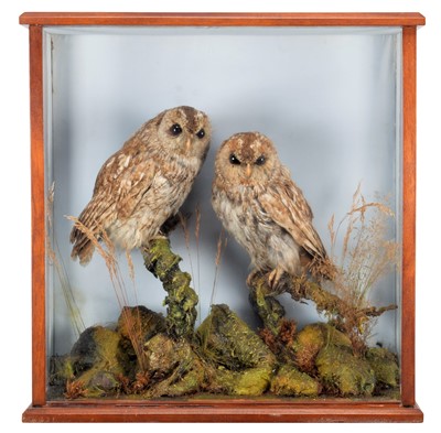 Lot 1278 - Taxidermy: A Cased Pair of Tawny Owls (Strix...