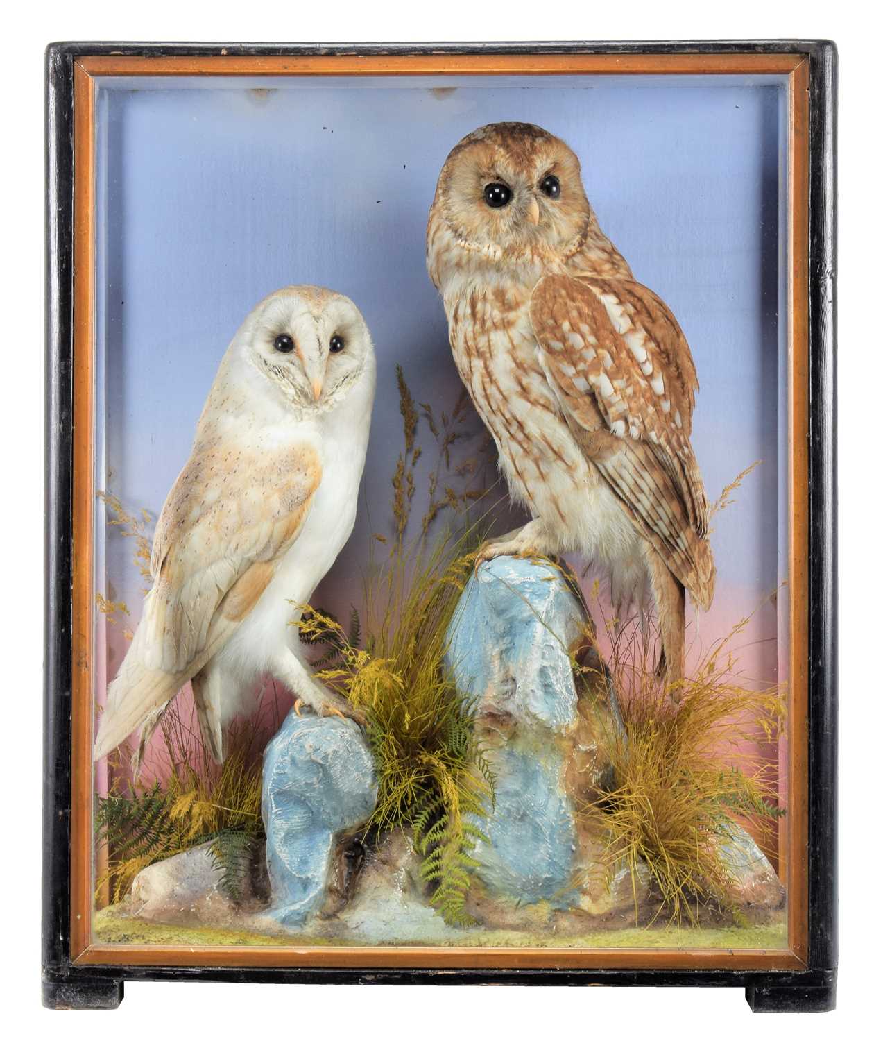 Lot 2296 - Taxidermy: A Cased Tawny Owl & Barn Owl (Strix...