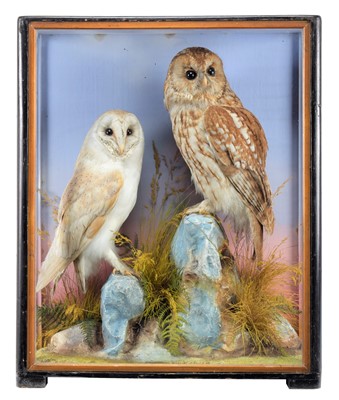 Lot 263 - Taxidermy: A Cased Tawny Owl & Barn Owl (Strix...